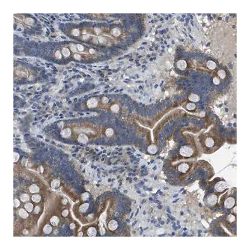 Merck Anti-CLCA4 antibody produced in rabbit