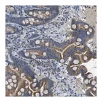 Merck Anti-CLCA4 antibody produced in rabbit