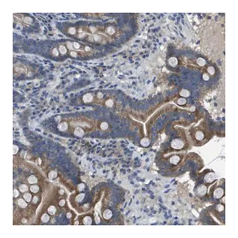 Merck Anti-CLCA4 antibody produced in rabbit