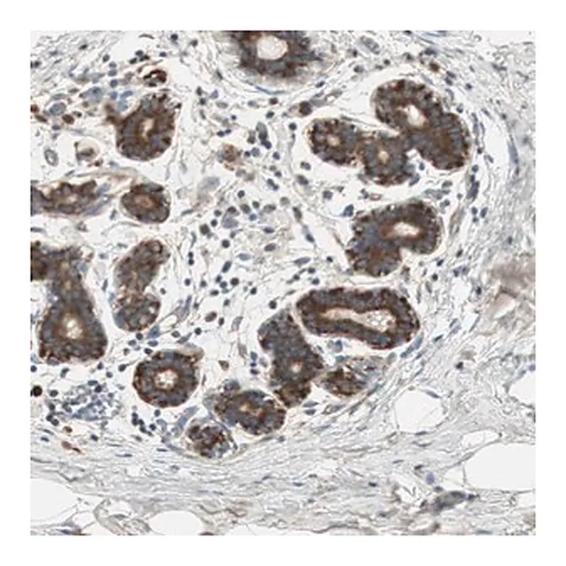 Merck Anti-RPL23 antibody produced in rabbit