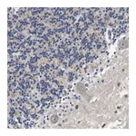 Merck Anti-LRP4 antibody produced in rabbit