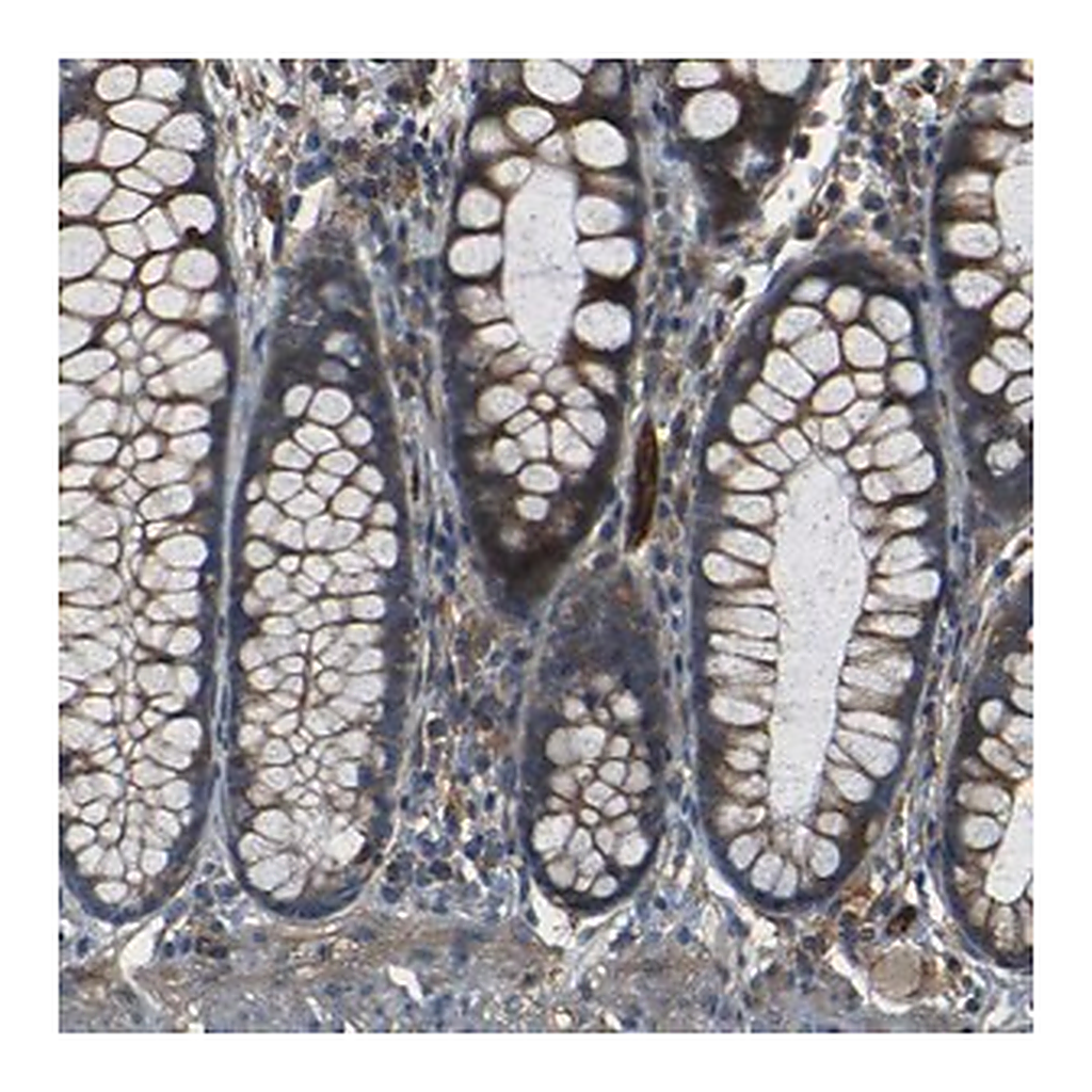 Merck Anti-RELL1 antibody produced in rabbit