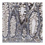 Merck Anti-RELL1 antibody produced in rabbit