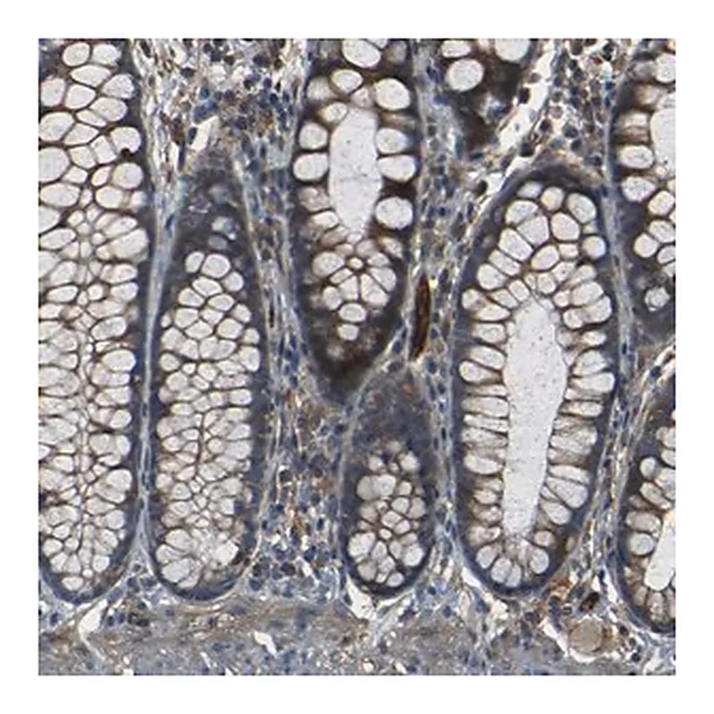 Merck Anti-RELL1 antibody produced in rabbit