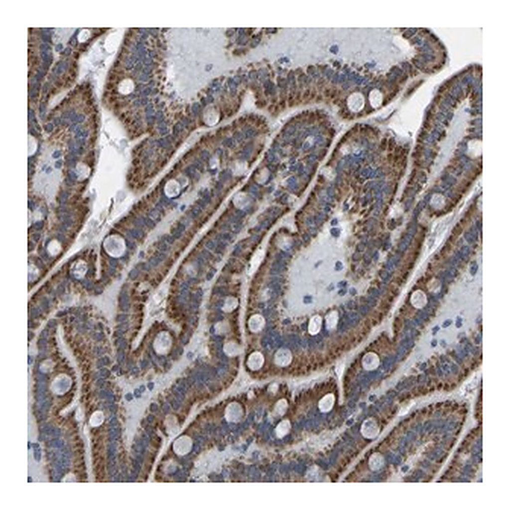 Merck Anti-SMIM20 antibody produced in rabbit
