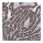 Merck Anti-SMIM20 antibody produced in rabbit