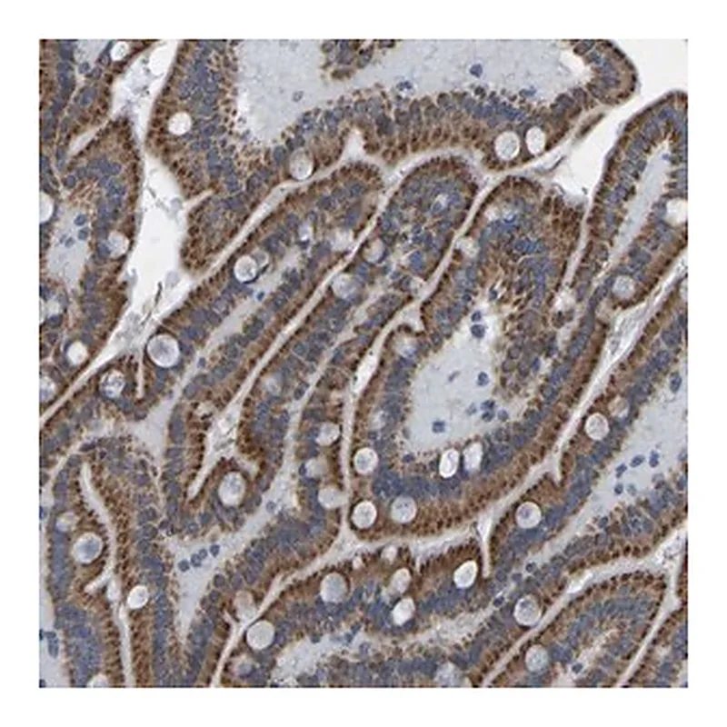 Merck Anti-SMIM20 antibody produced in rabbit