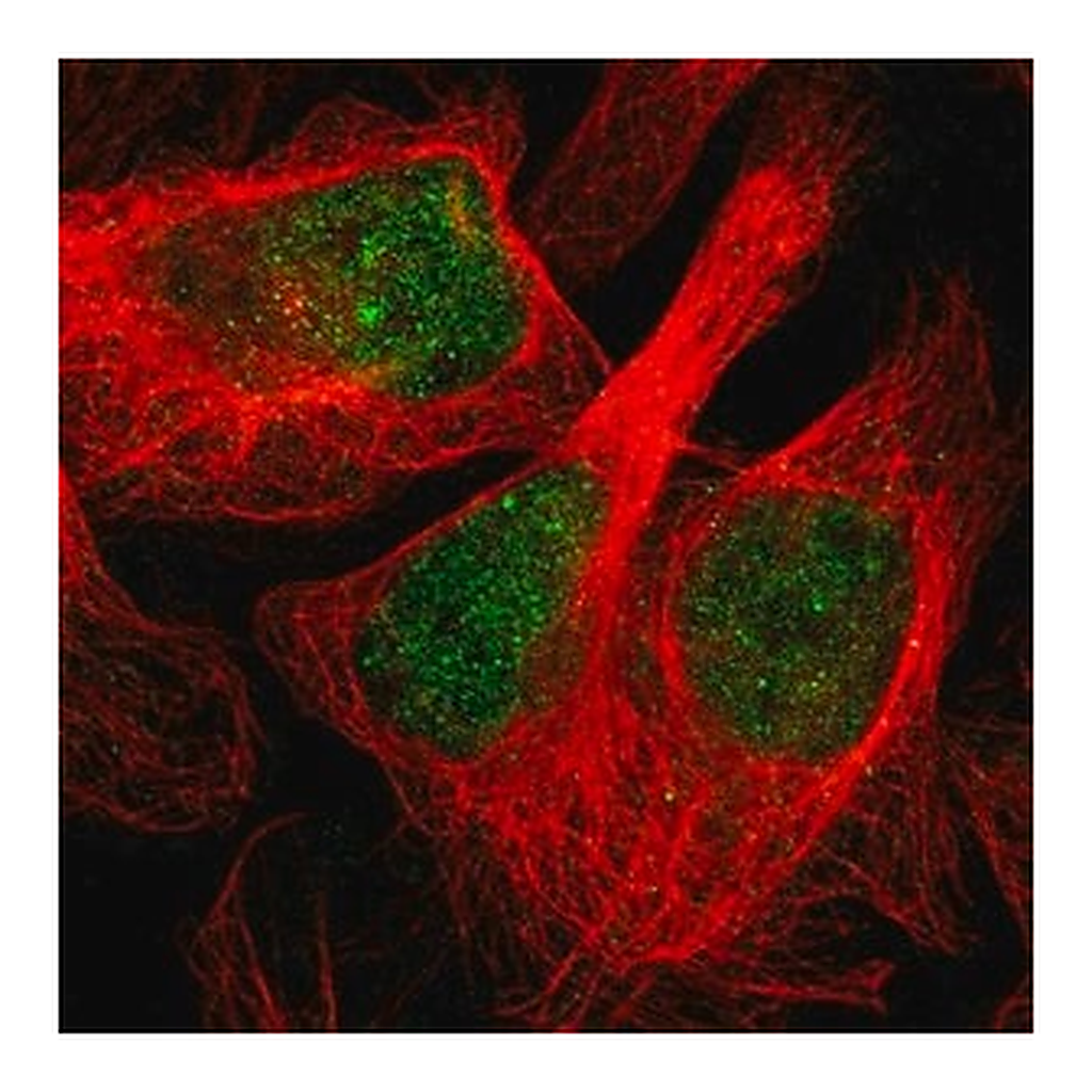 Merck Anti-CBARP antibody produced in rabbit