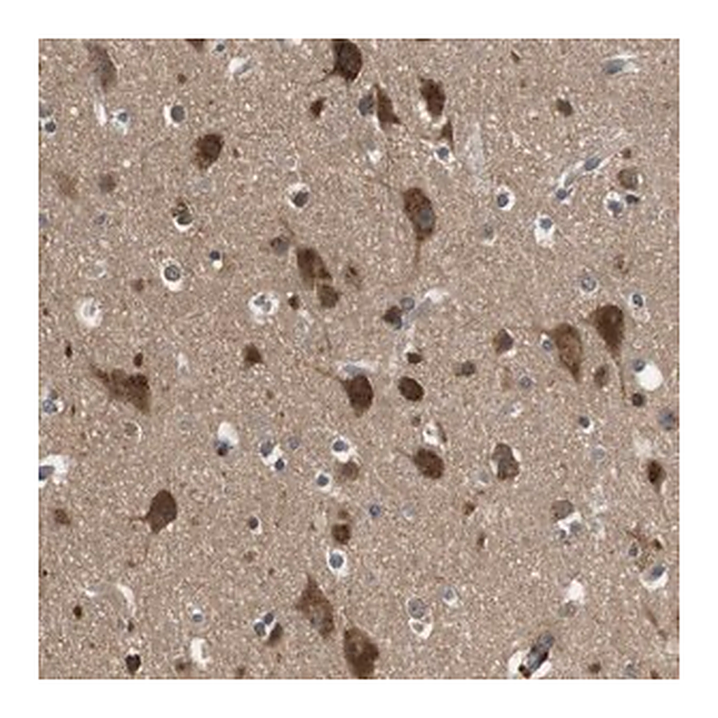 Merck Anti-FAM69A antibody produced in rabbit
