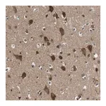 Merck Anti-FAM69A antibody produced in rabbit