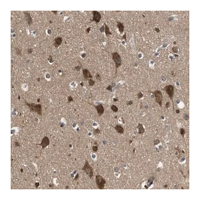 Merck Anti-FAM69A antibody produced in rabbit