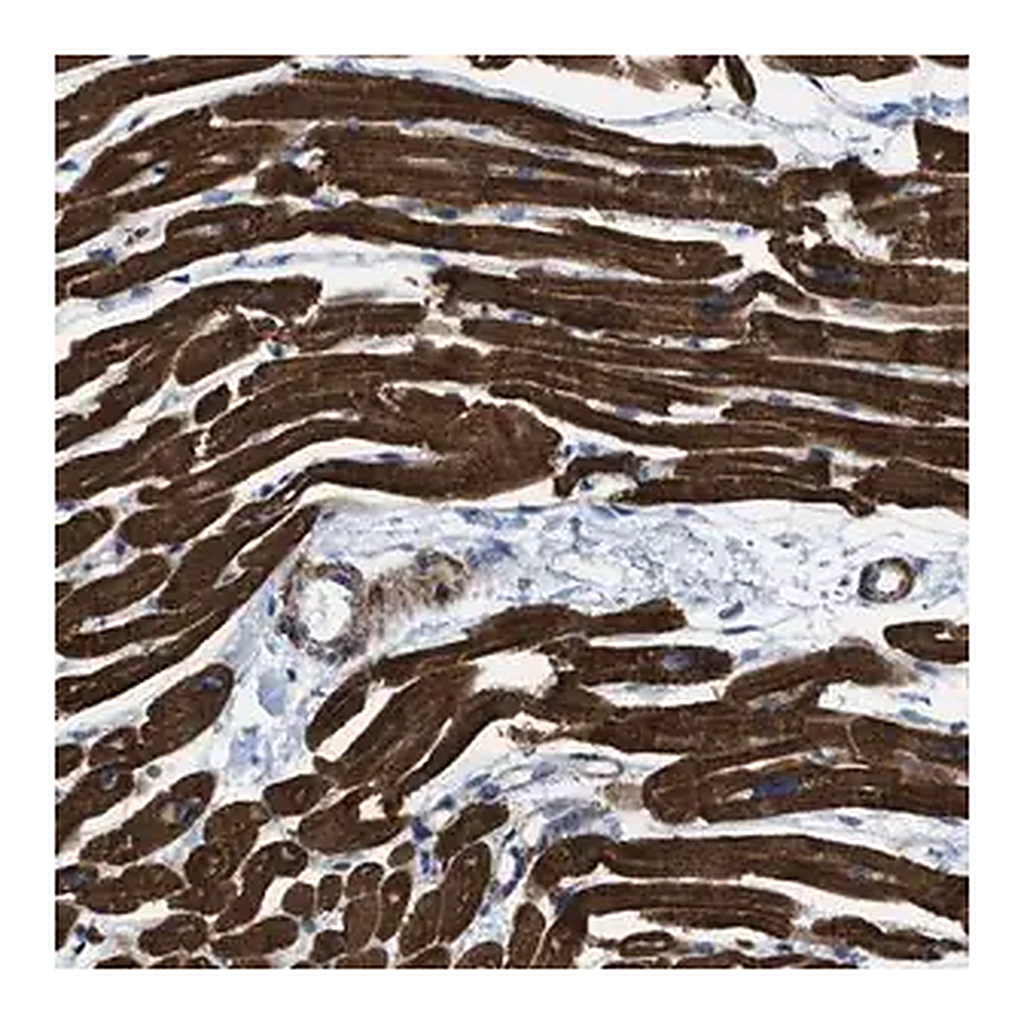 Merck Anti-KCNH7 antibody produced in rabbit