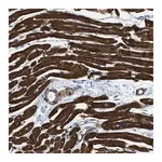 Merck Anti-KCNH7 antibody produced in rabbit