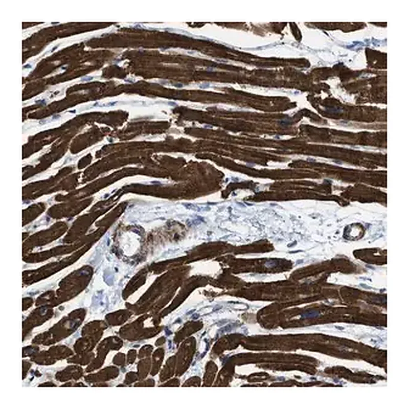 Merck Anti-KCNH7 antibody produced in rabbit
