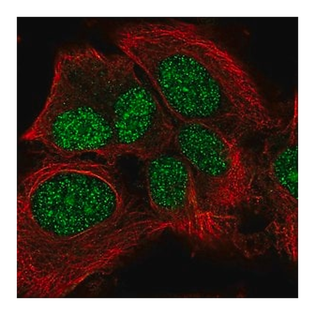 Merck Anti-LRP10 antibody produced in rabbit