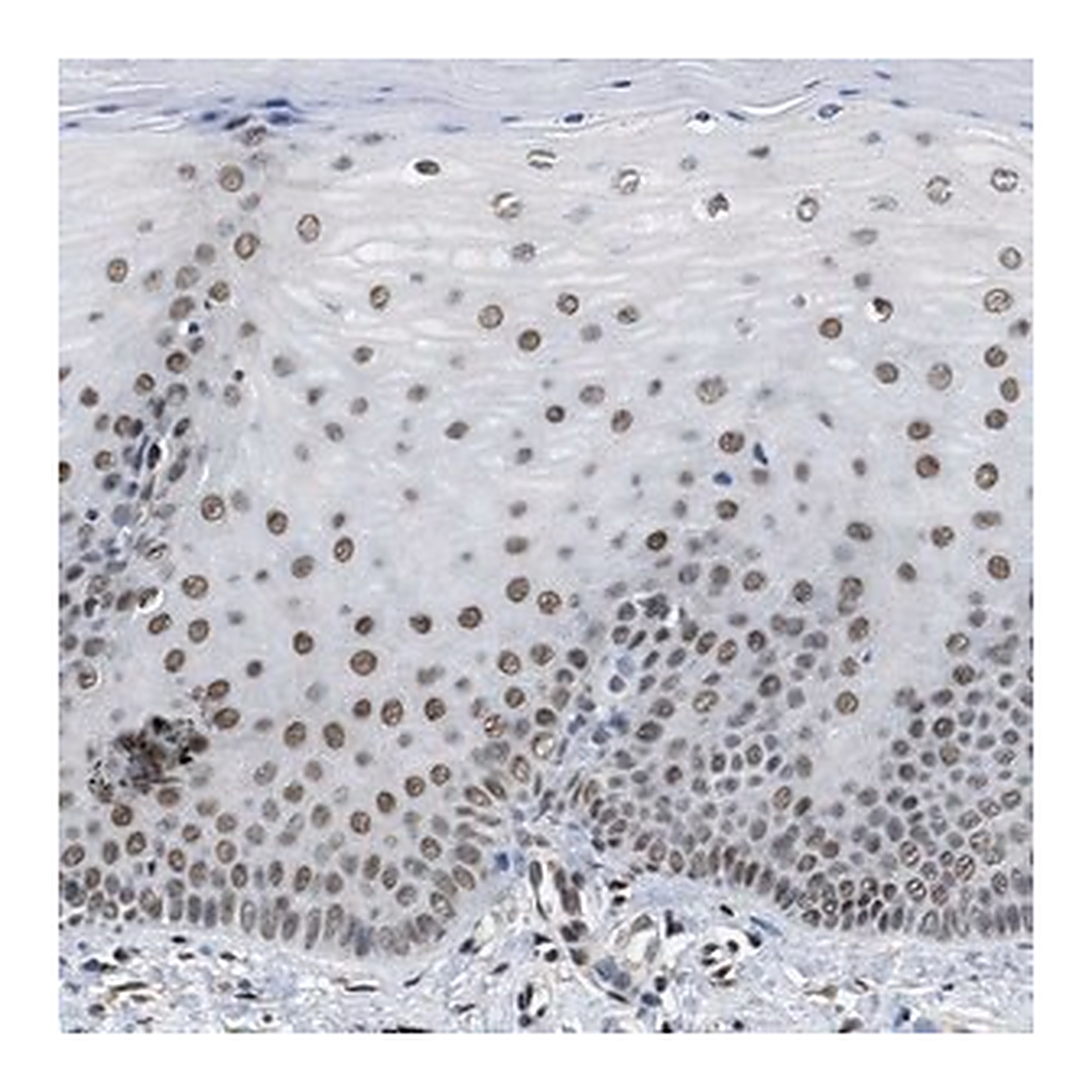 Merck Anti-SAFB antibody produced in rabbit