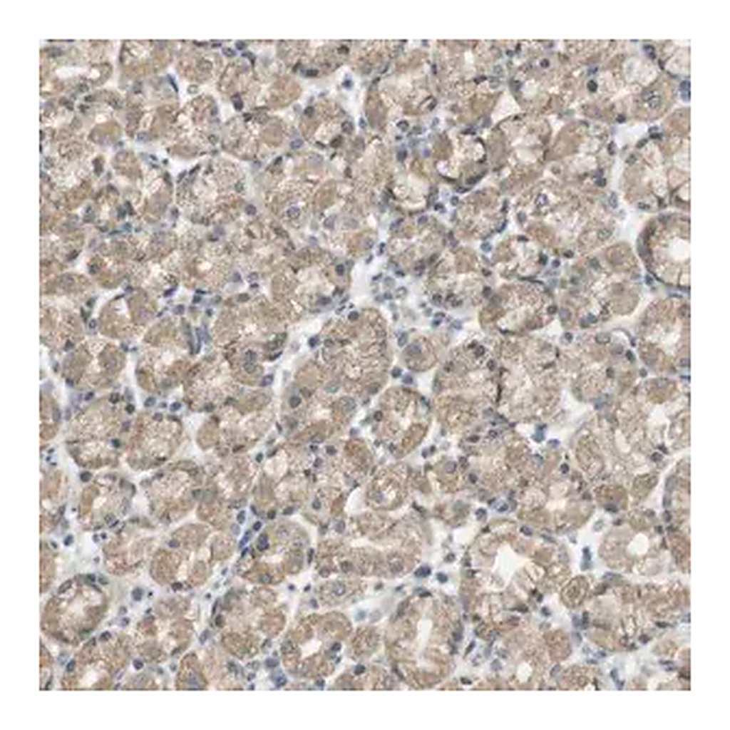 Merck Anti-ZDHHC20 antibody produced in rabbit