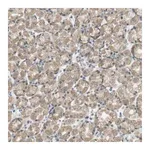 Merck Anti-ZDHHC20 antibody produced in rabbit