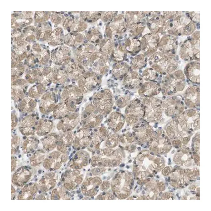 Merck Anti-ZDHHC20 antibody produced in rabbit