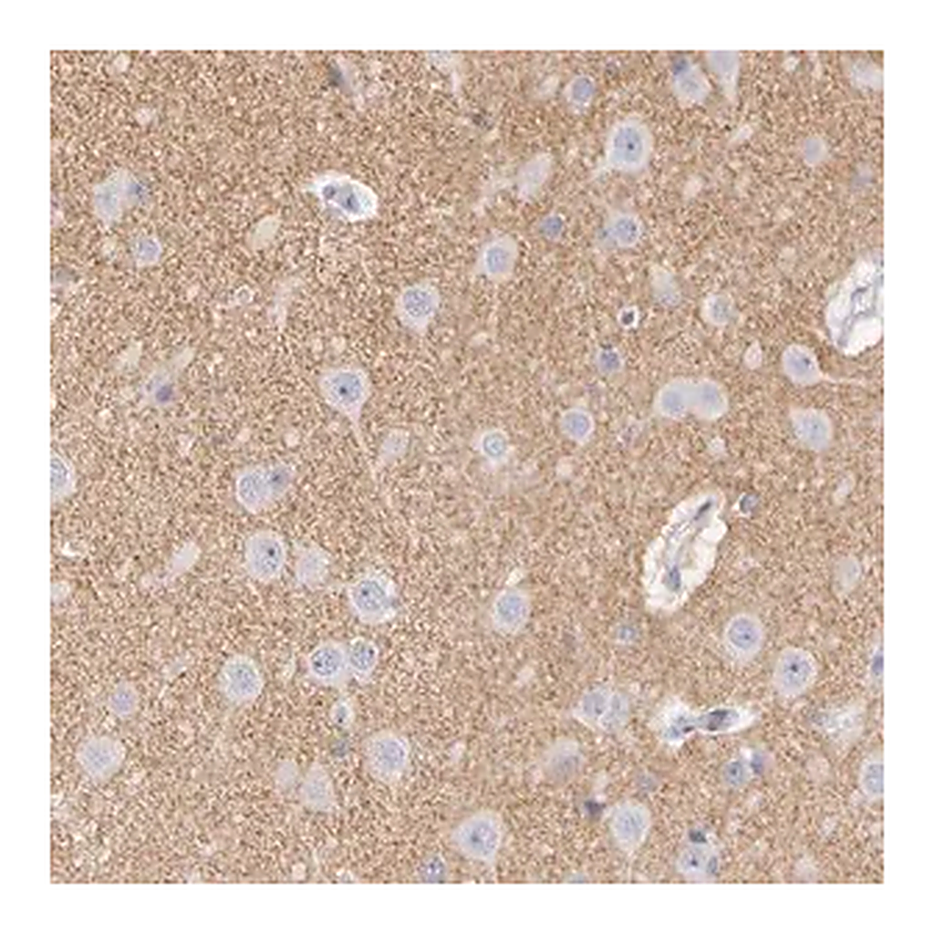 Merck Anti-CNTN2 antibody produced in rabbit