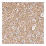 Merck Anti-CNTN2 antibody produced in rabbit