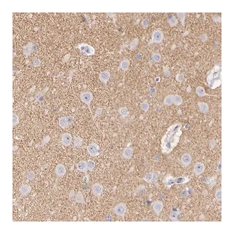 Merck Anti-CNTN2 antibody produced in rabbit