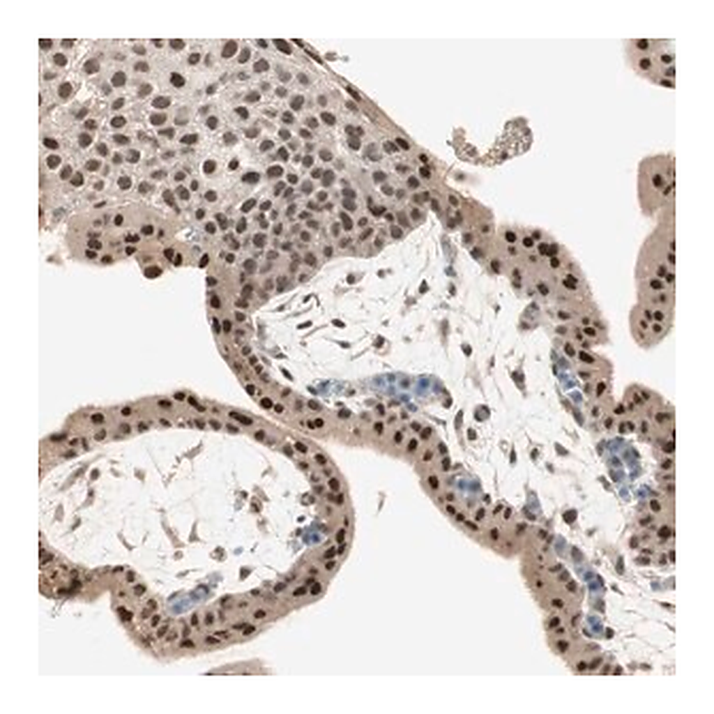 Merck Anti-RNGTT antibody produced in rabbit