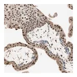 Merck Anti-RNGTT antibody produced in rabbit