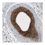 Merck Anti-SLC50A1 antibody produced in rabbit
