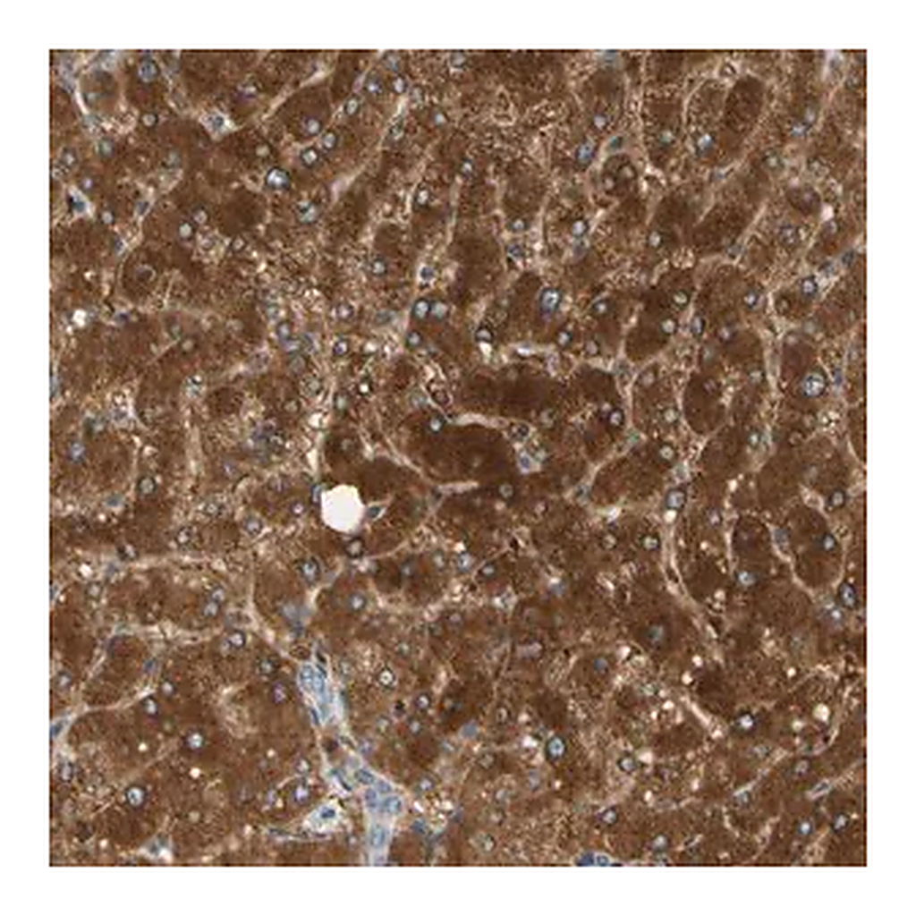 Merck Anti-PARP14 antibody produced in rabbit