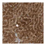 Merck Anti-PARP14 antibody produced in rabbit