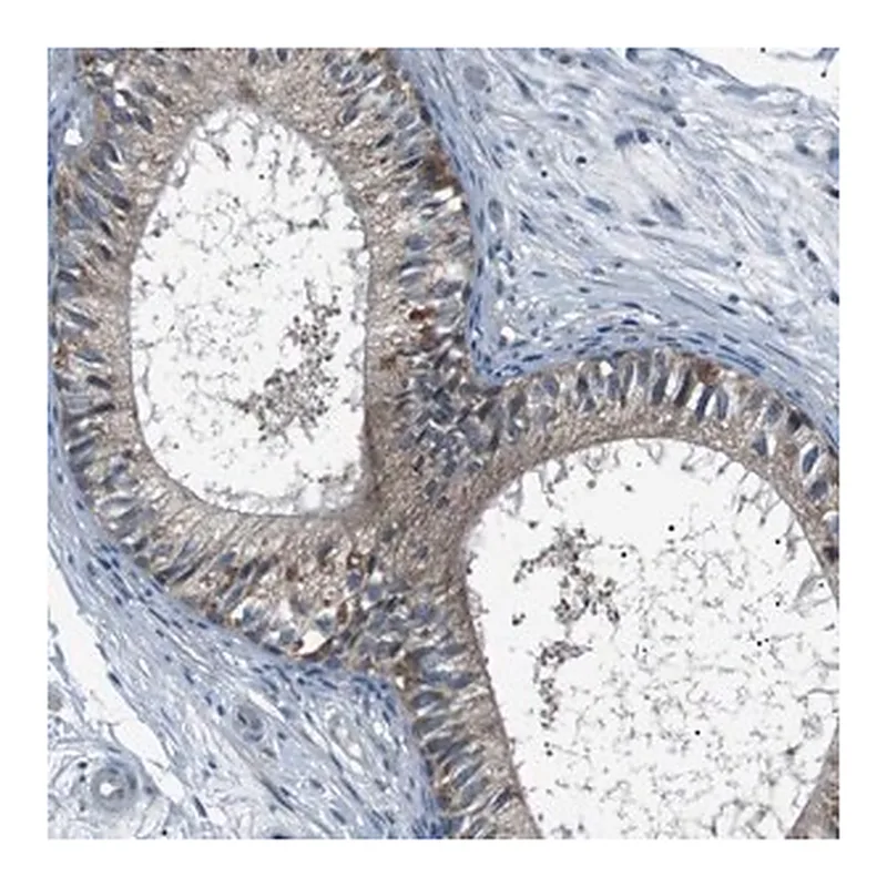 Merck Anti-LRIG2 antibody produced in rabbit