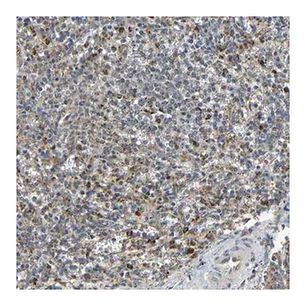 Merck Anti-KAZALD1 antibody produced in rabbit