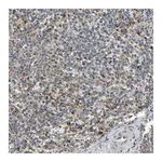 Merck Anti-KAZALD1 antibody produced in rabbit