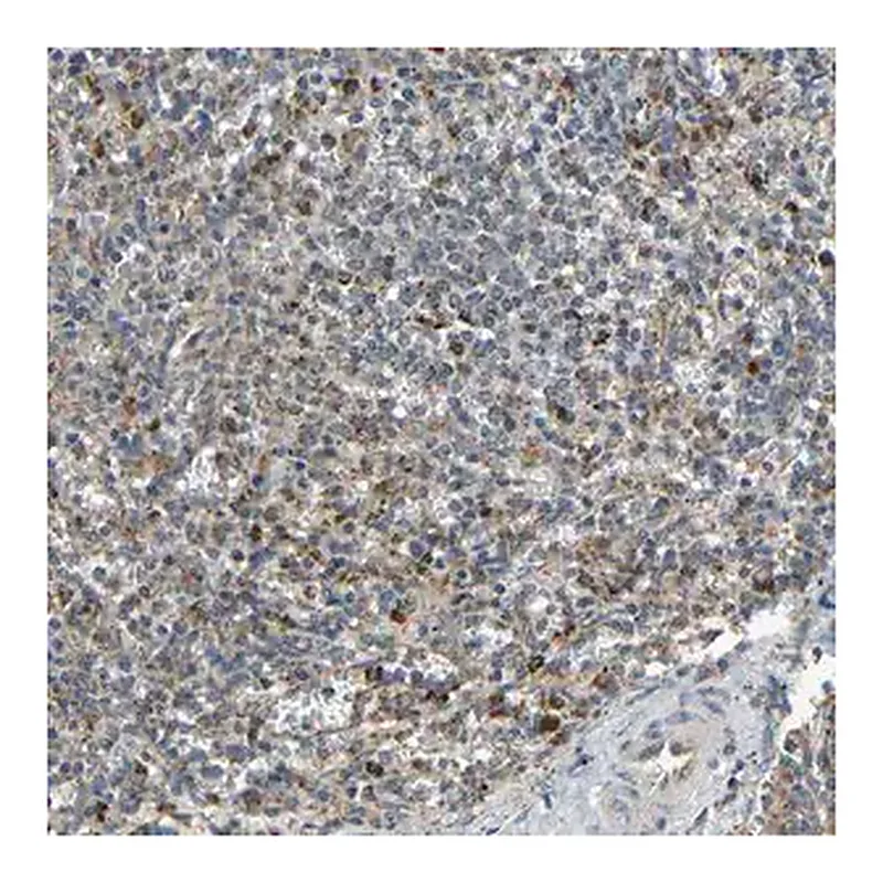 Merck Anti-KAZALD1 antibody produced in rabbit