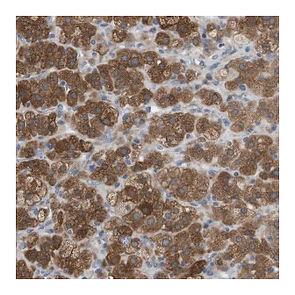 Merck Anti-DDRGK1 antibody produced in rabbit