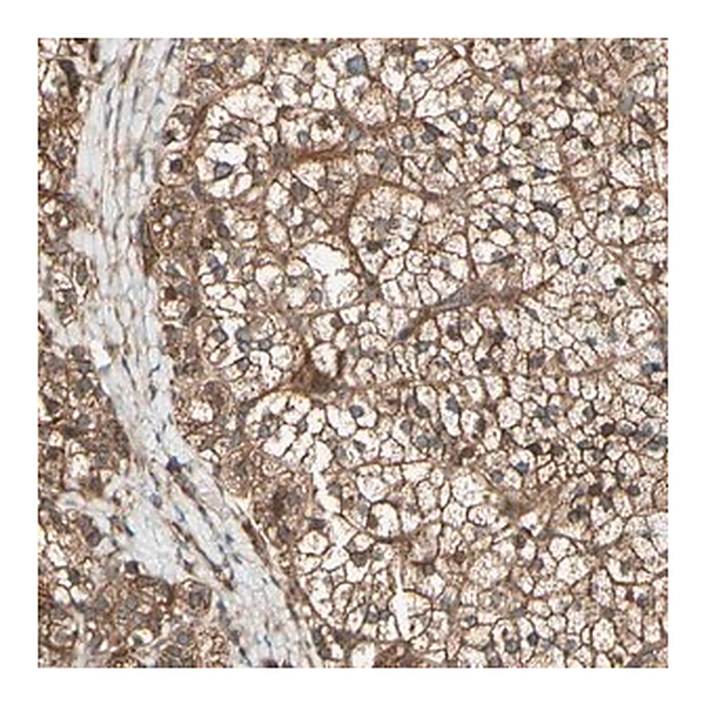 Merck Anti-FKBP15 antibody produced in rabbit