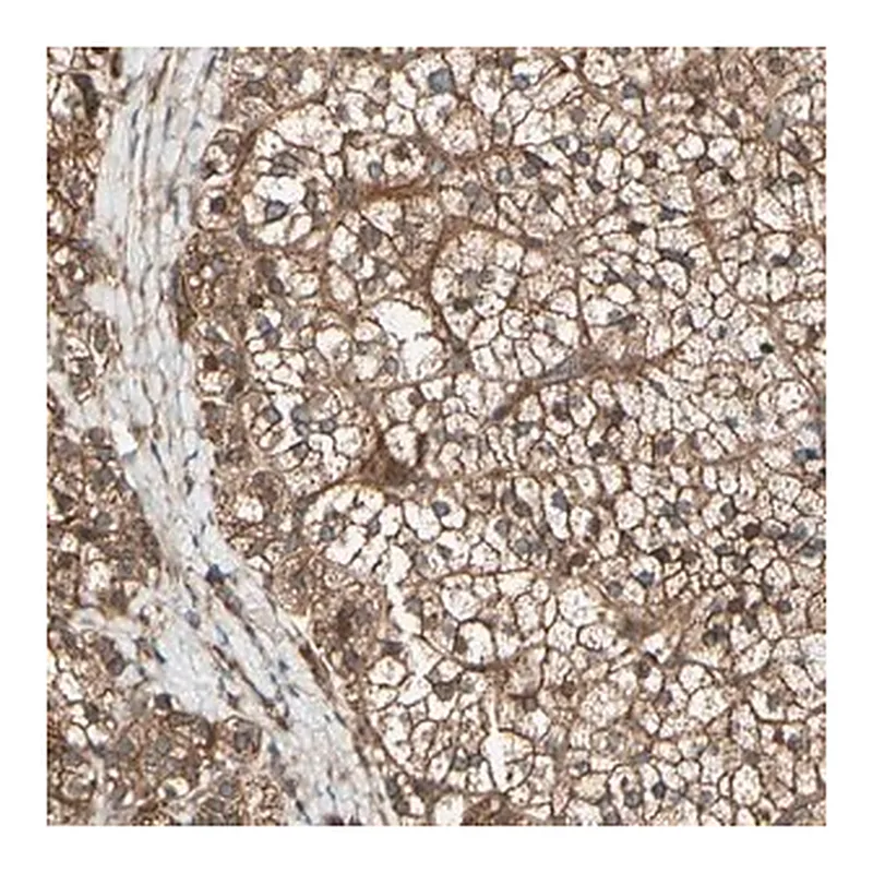Merck Anti-FKBP15 antibody produced in rabbit