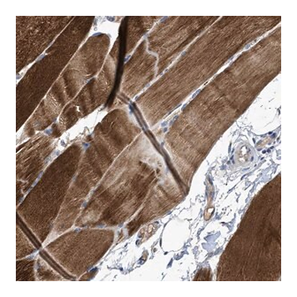 Merck Anti-SIK2 antibody produced in rabbit