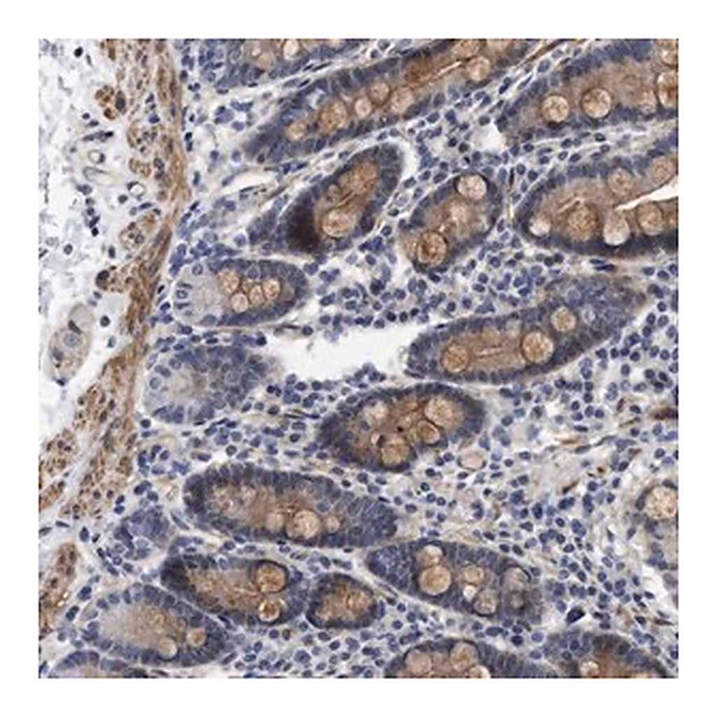 Merck ANTI-ARHGEF26 antibody produced in rabbit