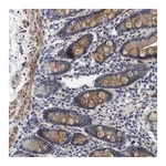 Merck ANTI-ARHGEF26 antibody produced in rabbit