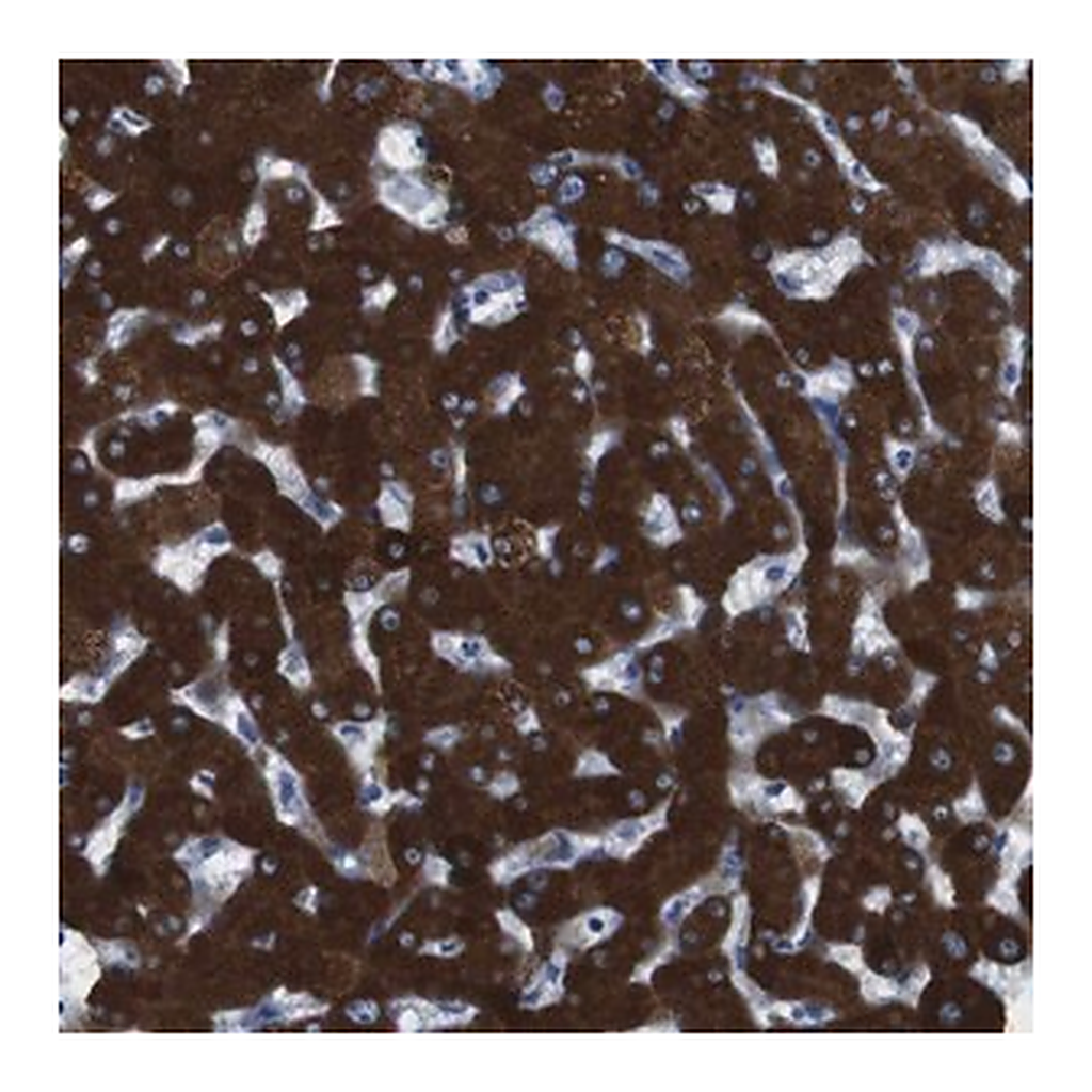 Merck Anti-CYP2C9 antibody produced in rabbit
