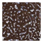 Merck Anti-CYP2C9 antibody produced in rabbit