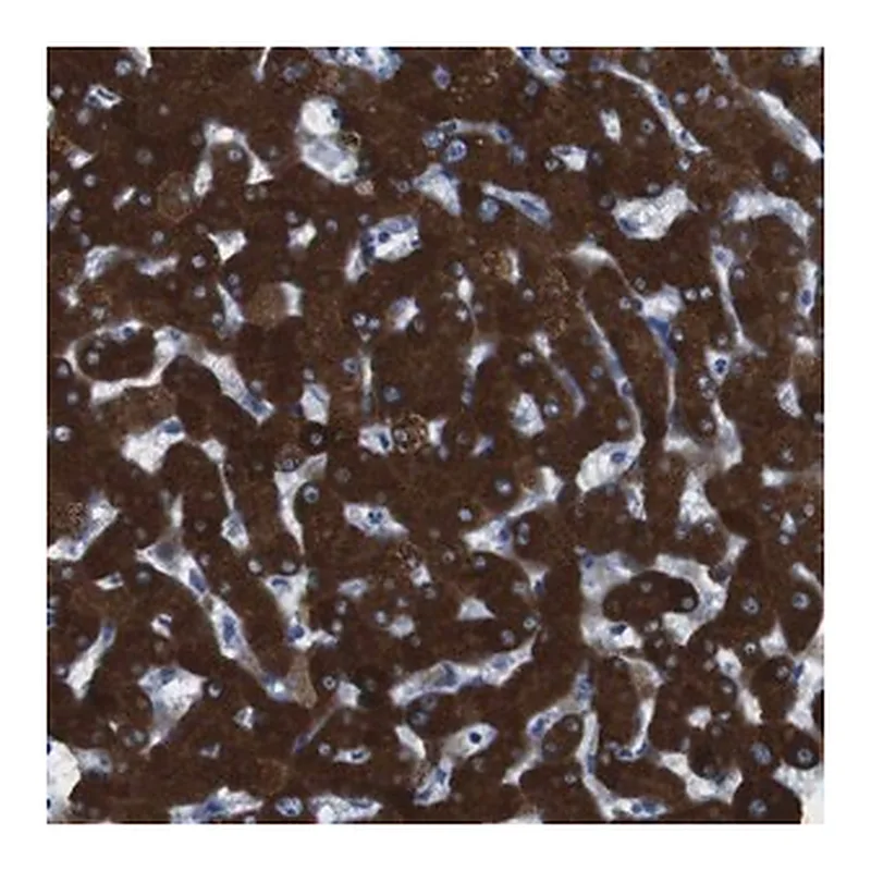 Merck Anti-CYP2C9 antibody produced in rabbit