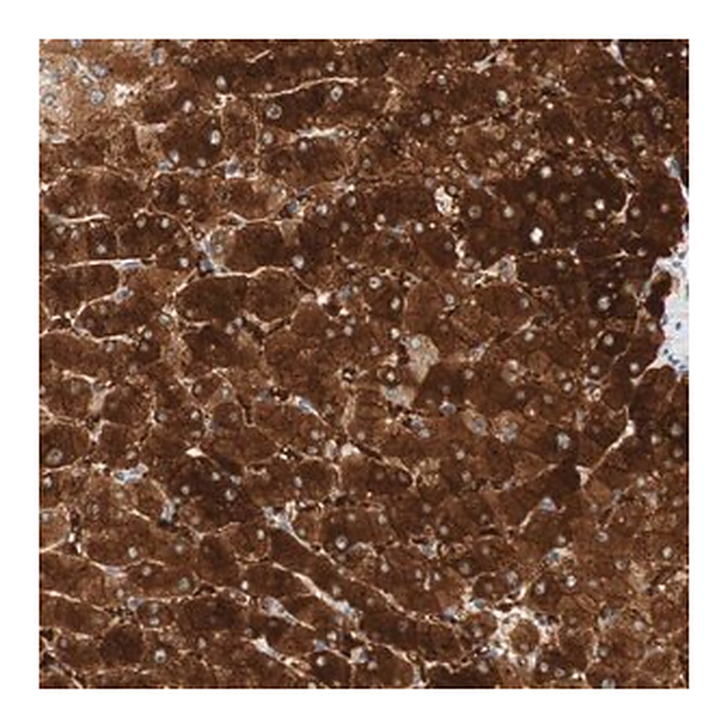 Merck Anti-FAM189A1 antibody produced in rabbit