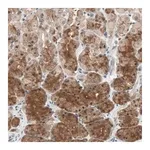 Merck Anti-GART antibody produced in rabbit