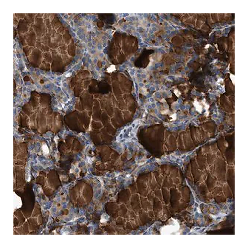 Merck Anti-CNTN6 antibody produced in rabbit