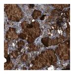 Merck Anti-CNTN6 antibody produced in rabbit