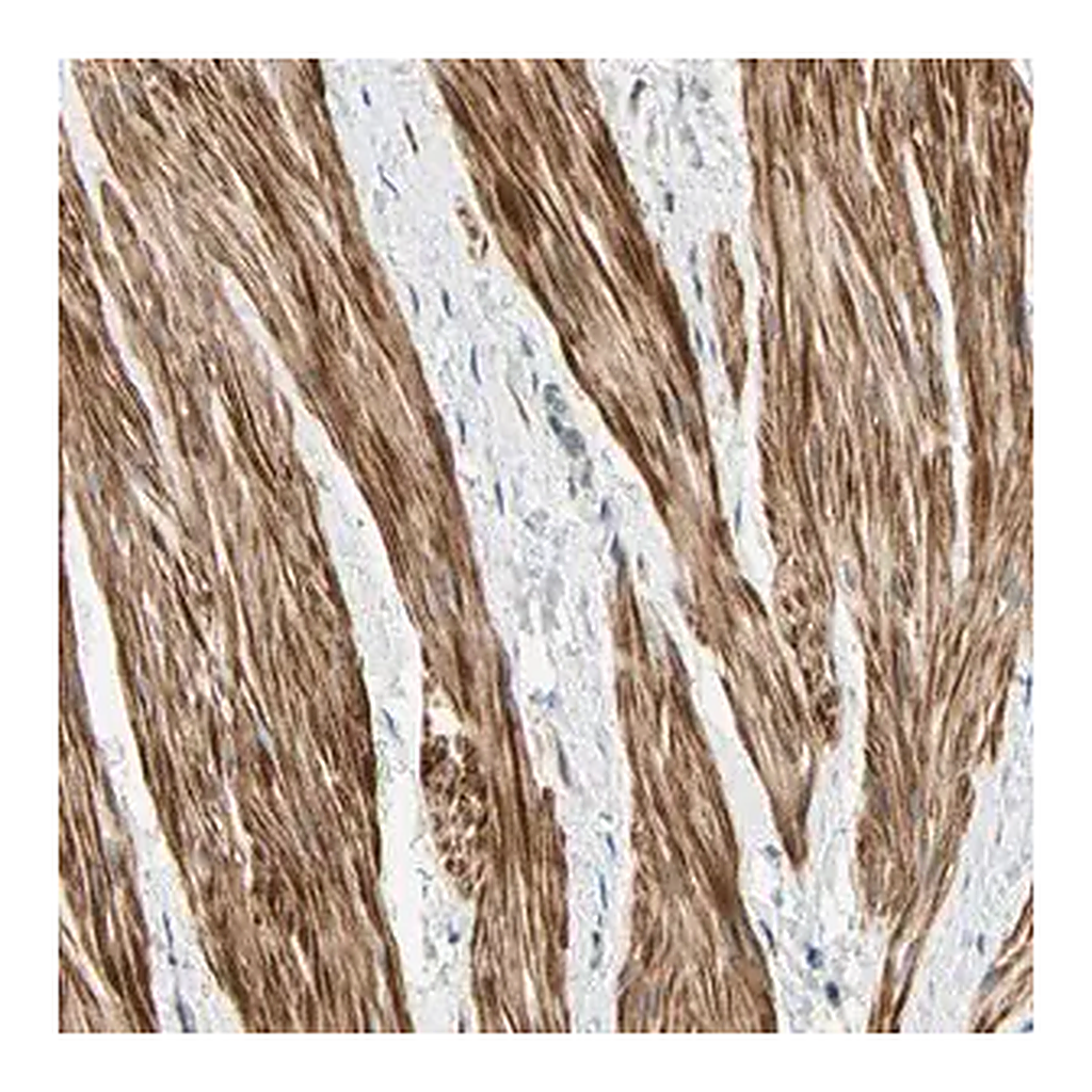 Merck Anti-P4HA3 antibody produced in rabbit
