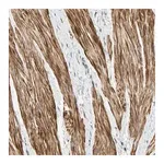 Merck Anti-P4HA3 antibody produced in rabbit